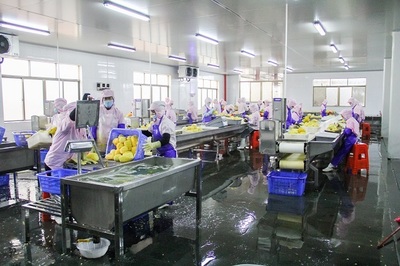 菠蘿的海不一般，徐聞果香引客來